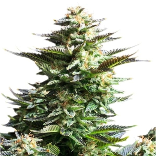 Amnesia Haze Photo (Photoperiodic Sativa)